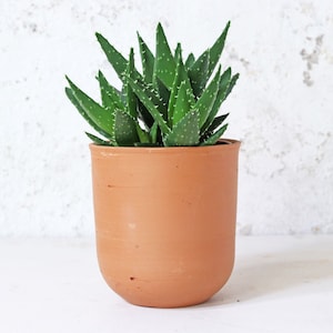 May include: A small green succulent plant in a terracotta pot. The pot is round and has a smooth, slightly textured surface.