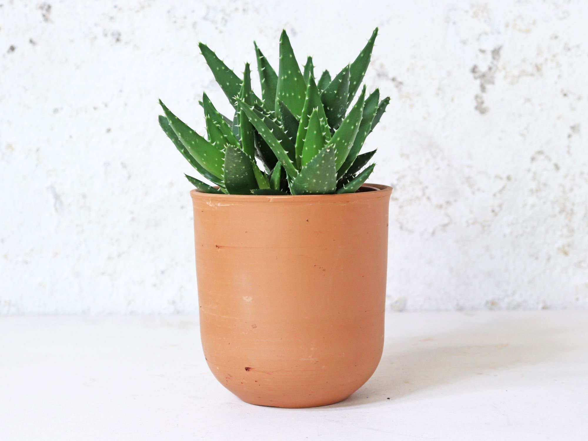 Curved Terracotta Pot
