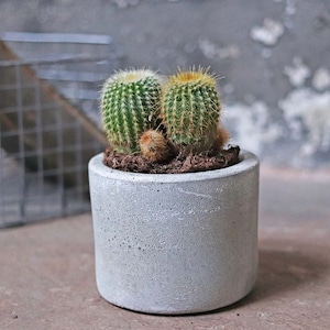 Mini Cement Planter