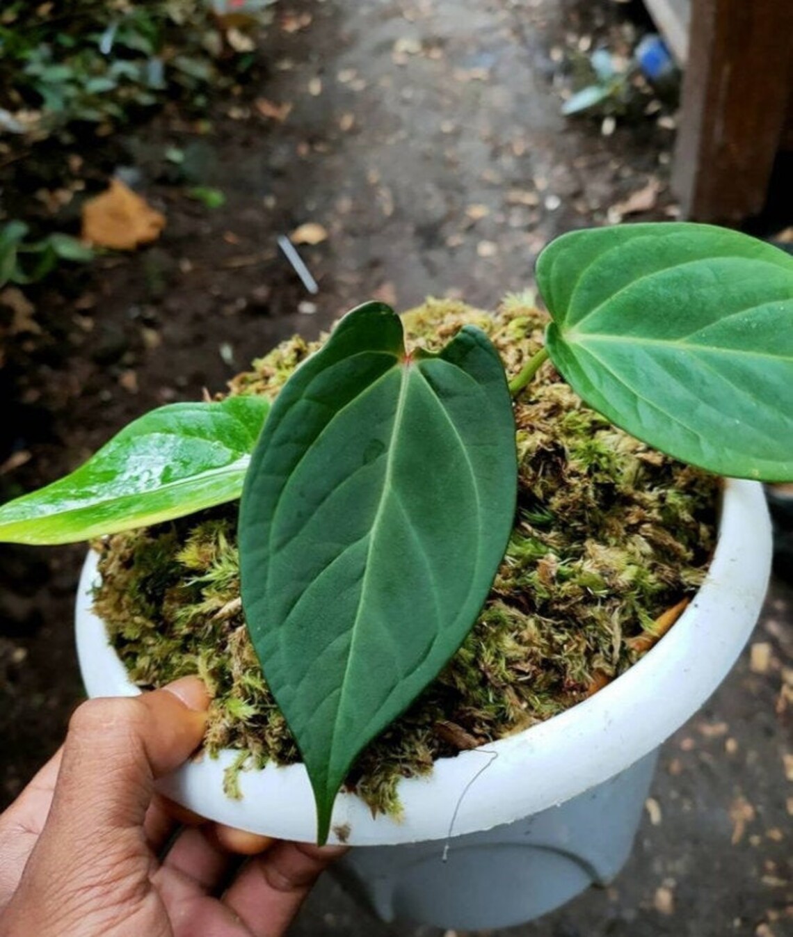 Anthurium Papillilaminum Plants With Free Phyto Certificate  Etsy