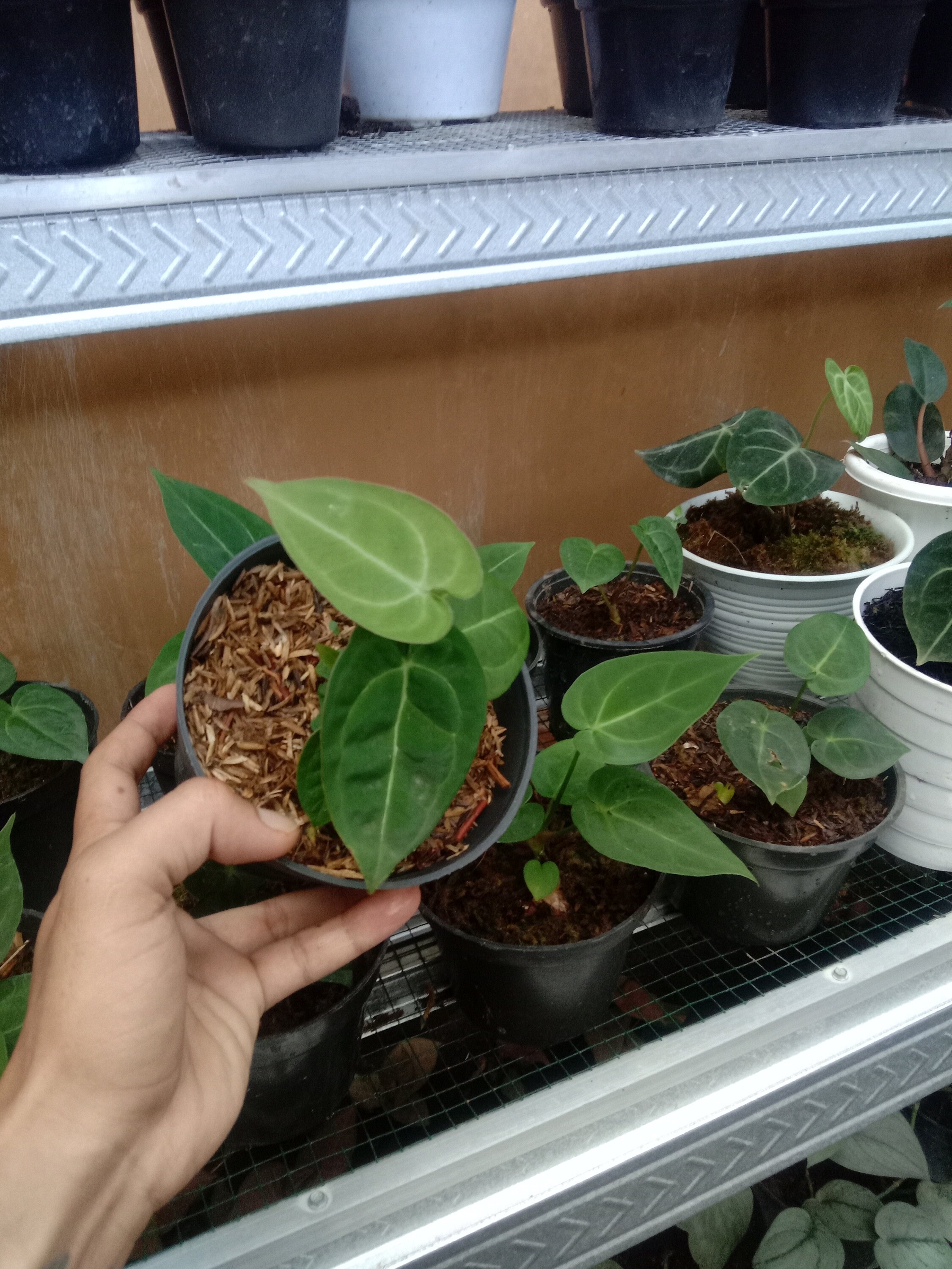 anthurium ace of spades origin anthurium ace of spades origin