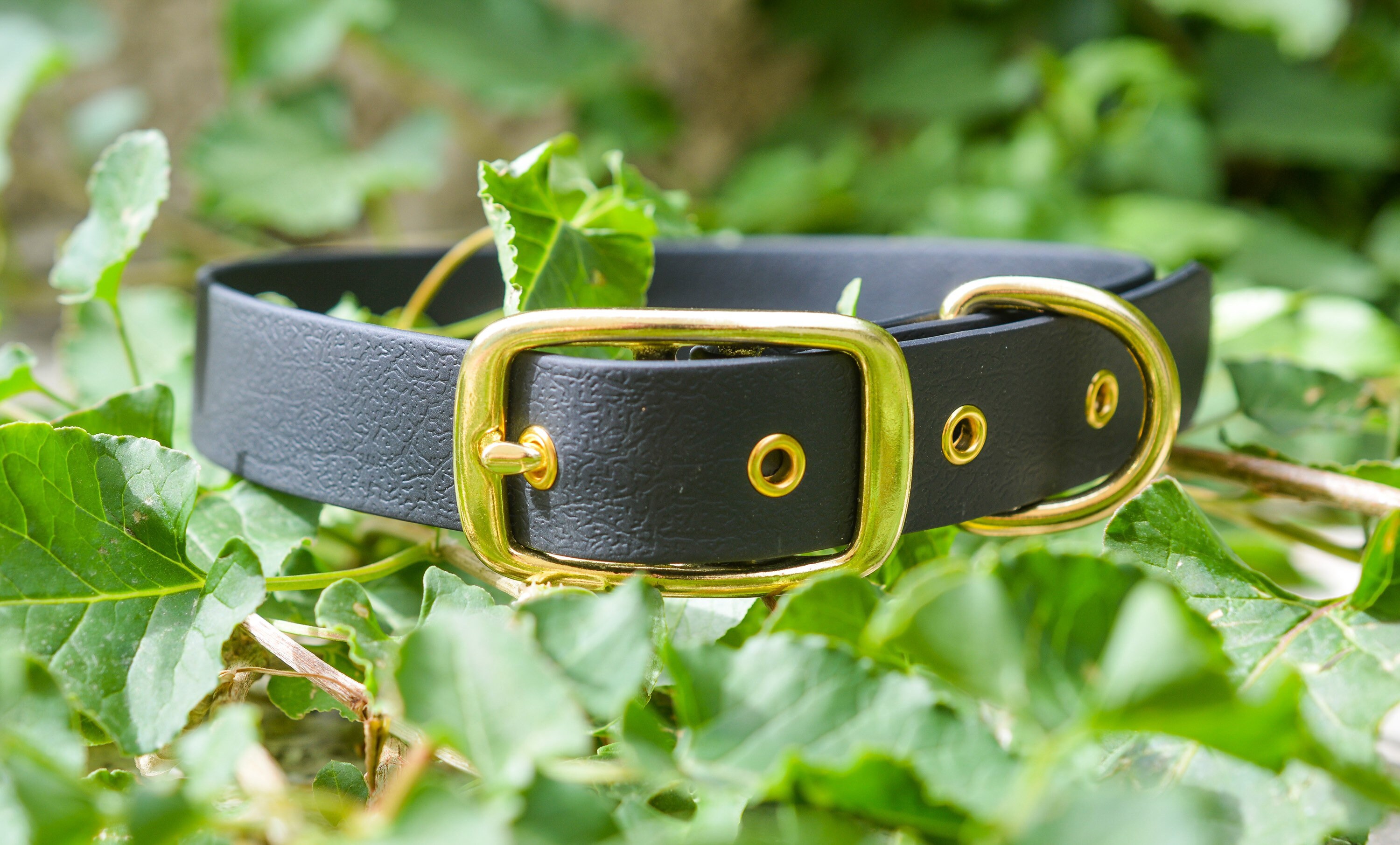 Collier Biothane Chien