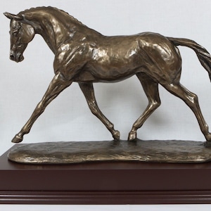 Trofeo Trotto Warmblood