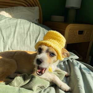 May include: A small, tan and white dog wearing a yellow crocheted bucket hat. The dog is lying on a green blanket on a bed.