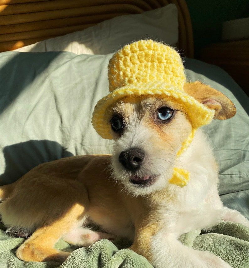 May include: A small, light brown and white dog wearing a yellow crocheted sun hat. The dog is lying on a green blanket.