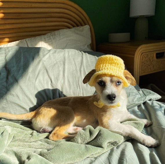 Pet Bucket Hat Crochet Pattern for Cats and Dogs