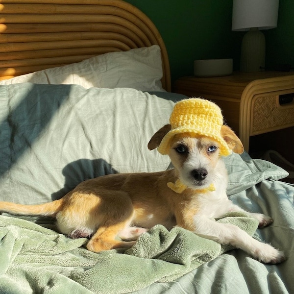 Pet Bucket Hat Crochet Pattern for Cats and Dogs