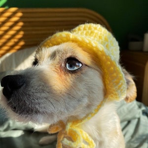 May include: A small white and brown dog wearing a yellow crocheted sun hat. The dog is looking up and to the right.