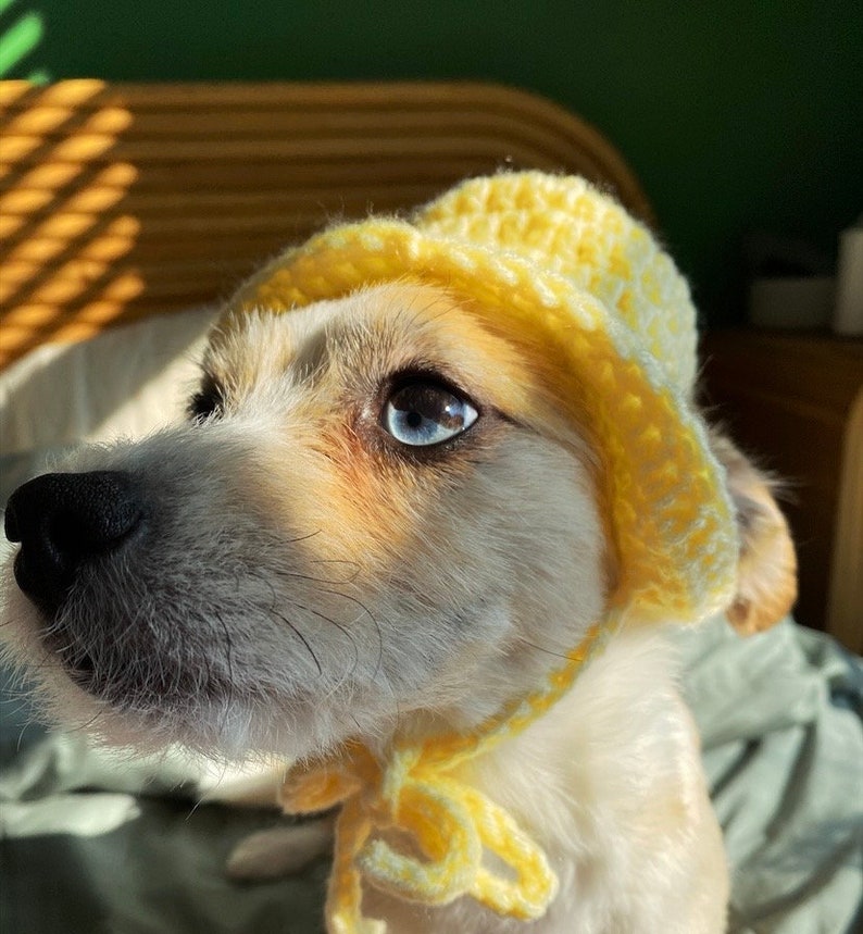 May include: A small white and brown dog wearing a yellow crocheted sun hat. The dog is looking up and to the right.