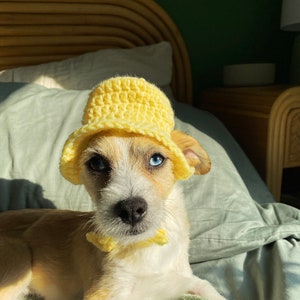 May include: A small, white and brown dog wearing a yellow crocheted bucket hat. The dog has blue eyes and is sitting on a bed.
