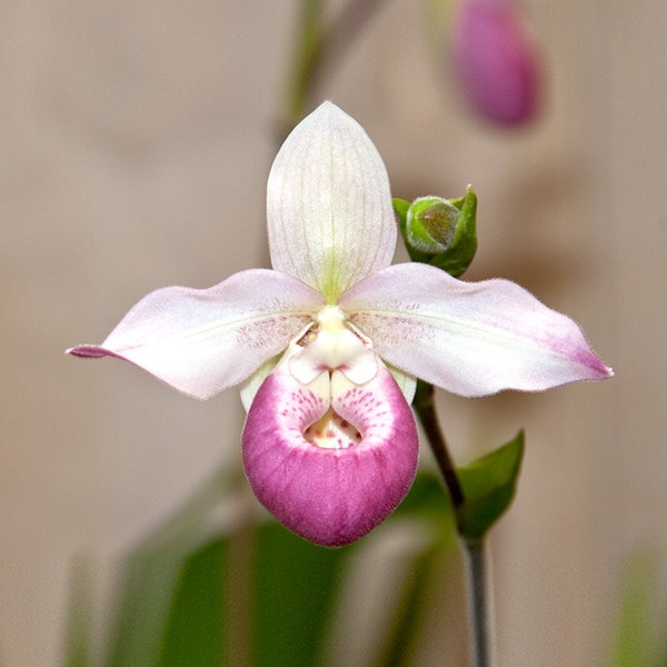 PAPHIOPEDILUM ORCHID_Box Set of 8 Botanical Note Cards_Shimabukuro Photography: kkAA015