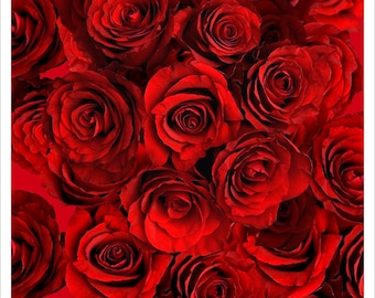 Chrysler Imperial Roses, Shimabukuro Fine Art Photograph, Original 8.5" x 11"