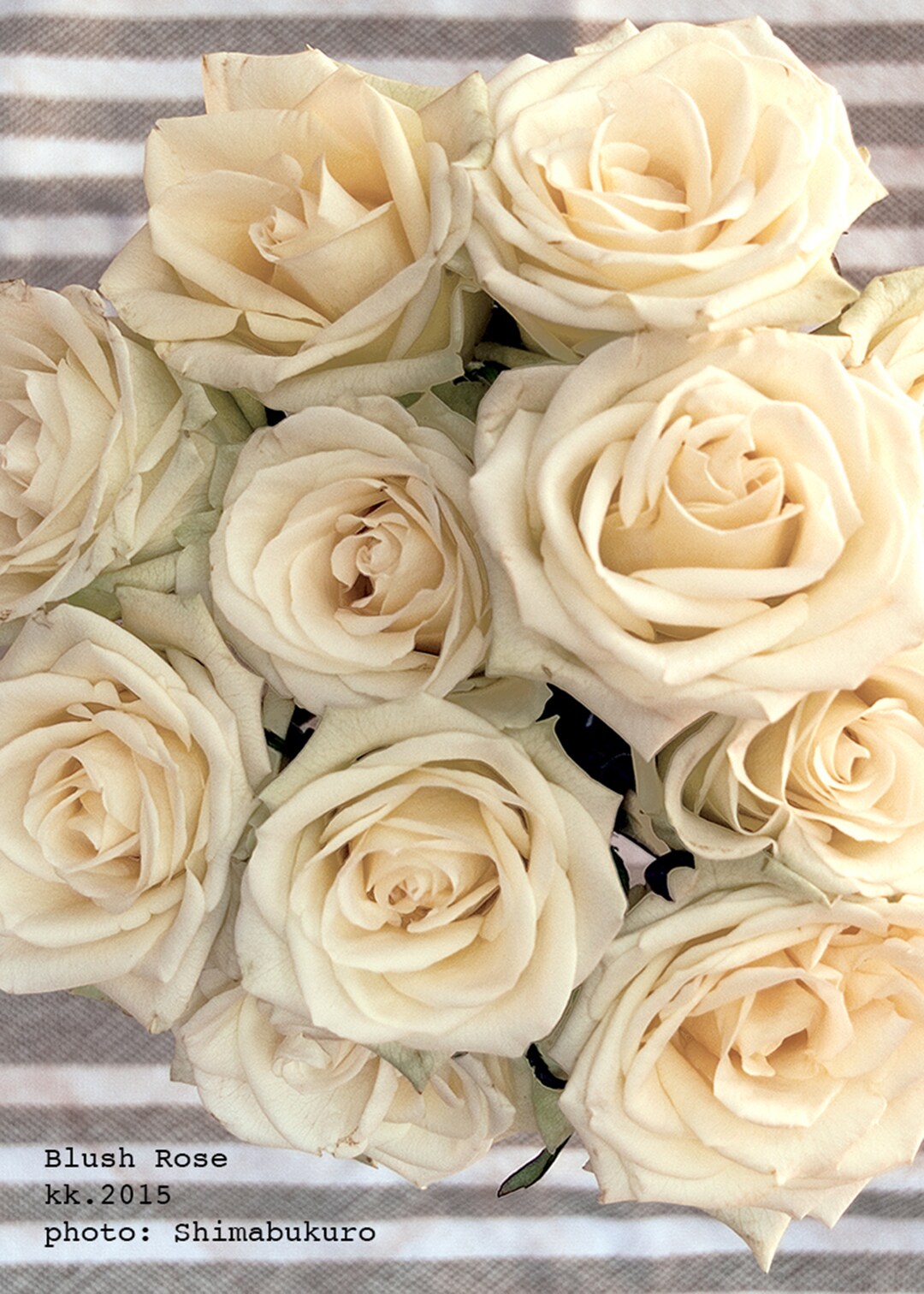 Buff Baby Roses, Box Set of 8 Note Cards_shimabukuro Photography ...