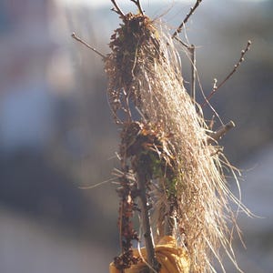 Puede incluir: Un primer plano de un nido de p&aacute;jaro hecho de ramitas y hierbas secas, con una tela amarilla envuelta alrededor. El nido est&aacute; unido a una rama de un &aacute;rbol.
