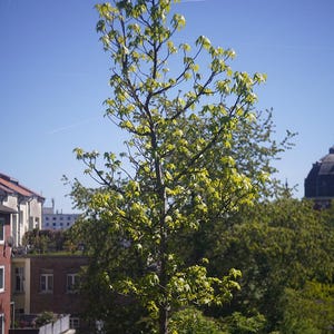 以下が含まれることがあります： 鮮やかな緑の葉を持つ若い木が、澄み切った青い空を背景に立っています。細い幹と枝が見え、背景には建物や他の木々があります。枝からは鳥の餌台が吊り下げられています。
