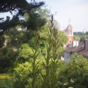 Puede incluir: Una escena al aire libre con follaje verde en primer plano y un paisaje urbano borroso en el fondo. Se ve una iglesia con fachada roja y blanca, junto con tejados y &aacute;rboles.