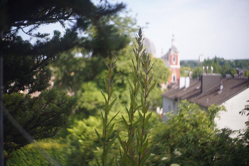 Puede incluir: Una escena al aire libre con follaje verde en primer plano y un paisaje urbano borroso en el fondo. Se ve una iglesia con fachada roja y blanca, junto con tejados y &aacute;rboles.