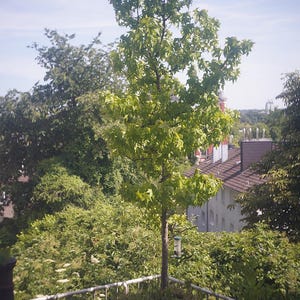 Puede incluir: Un &aacute;rbol joven con hojas verdes vibrantes se alza en un balc&oacute;n, rodeado de exuberante vegetaci&oacute;n. El delgado tronco y las ramas del &aacute;rbol se extienden hacia un cielo azul claro. Tambi&eacute;n se ven una barandilla met&aacute;lica y un comedero para p&aacute;jaros.
