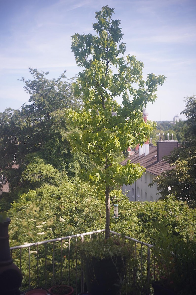 Puede incluir: Un &aacute;rbol joven con hojas verdes vibrantes se alza en un balc&oacute;n, rodeado de exuberante vegetaci&oacute;n. El delgado tronco y las ramas del &aacute;rbol se extienden hacia un cielo azul claro. Tambi&eacute;n se ven una barandilla met&aacute;lica y un comedero para p&aacute;jaros.