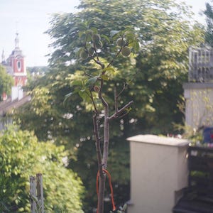 Puede incluir: Un &aacute;rbol joven con frutos verdes y hojas, atado con una cuerda naranja. El &aacute;rbol est&aacute; frente a un fondo de exuberante follaje verde y un edificio con una torre roja y blanca. El cielo es azul p&aacute;lido.
