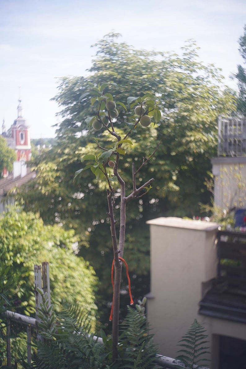 Puede incluir: Un &aacute;rbol joven con frutos verdes y hojas, atado con una cuerda naranja. El &aacute;rbol est&aacute; frente a un fondo de exuberante follaje verde y un edificio con una torre roja y blanca. El cielo es azul p&aacute;lido.