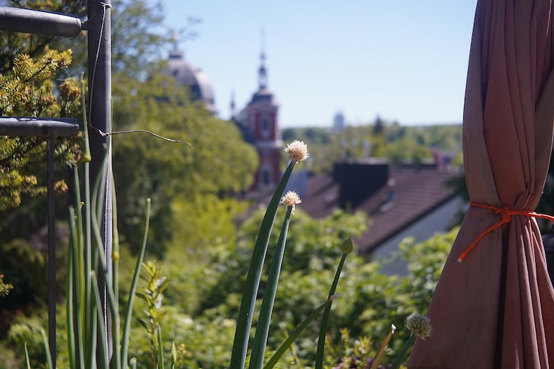 以下が含まれることがあります： 前景に白い花のつぼみを持つ緑の植物がある屋外のシーン。赤い屋根の建物と教会の尖塔があるぼやけた都市景観が背景にあります。茶色のカーテンはオレンジ色の紐で結ばれています。
