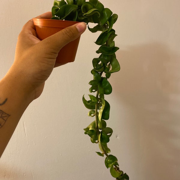 Hoya Compacta