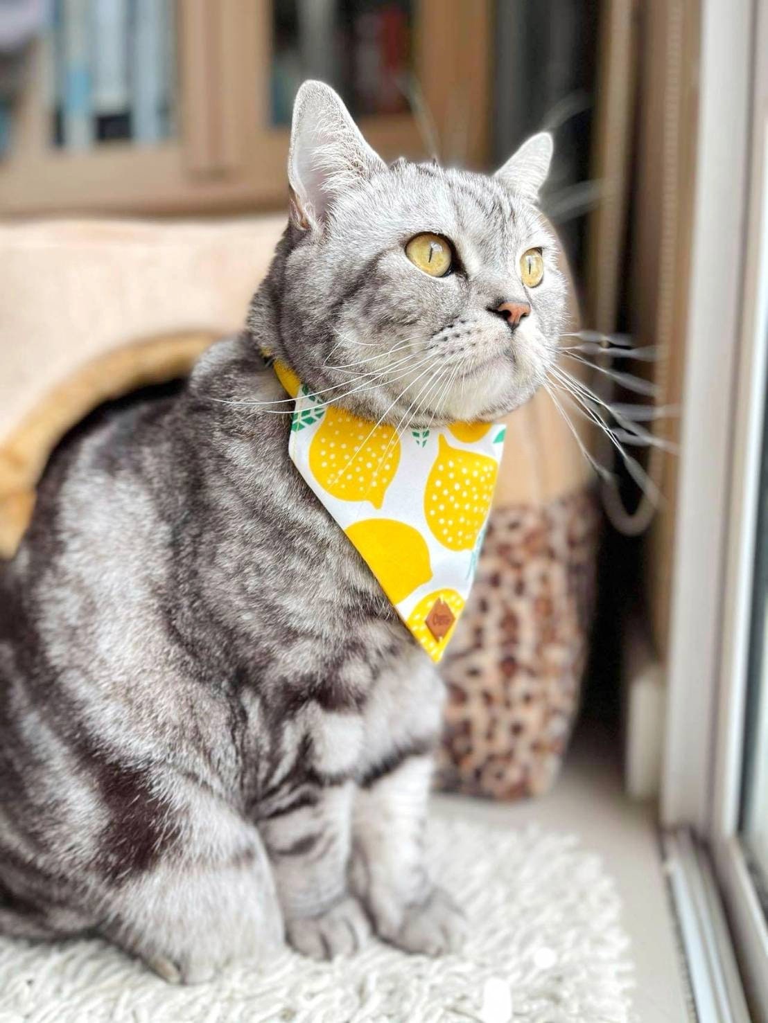 collar bandana gato