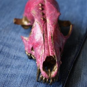 Coyote Skull Bone