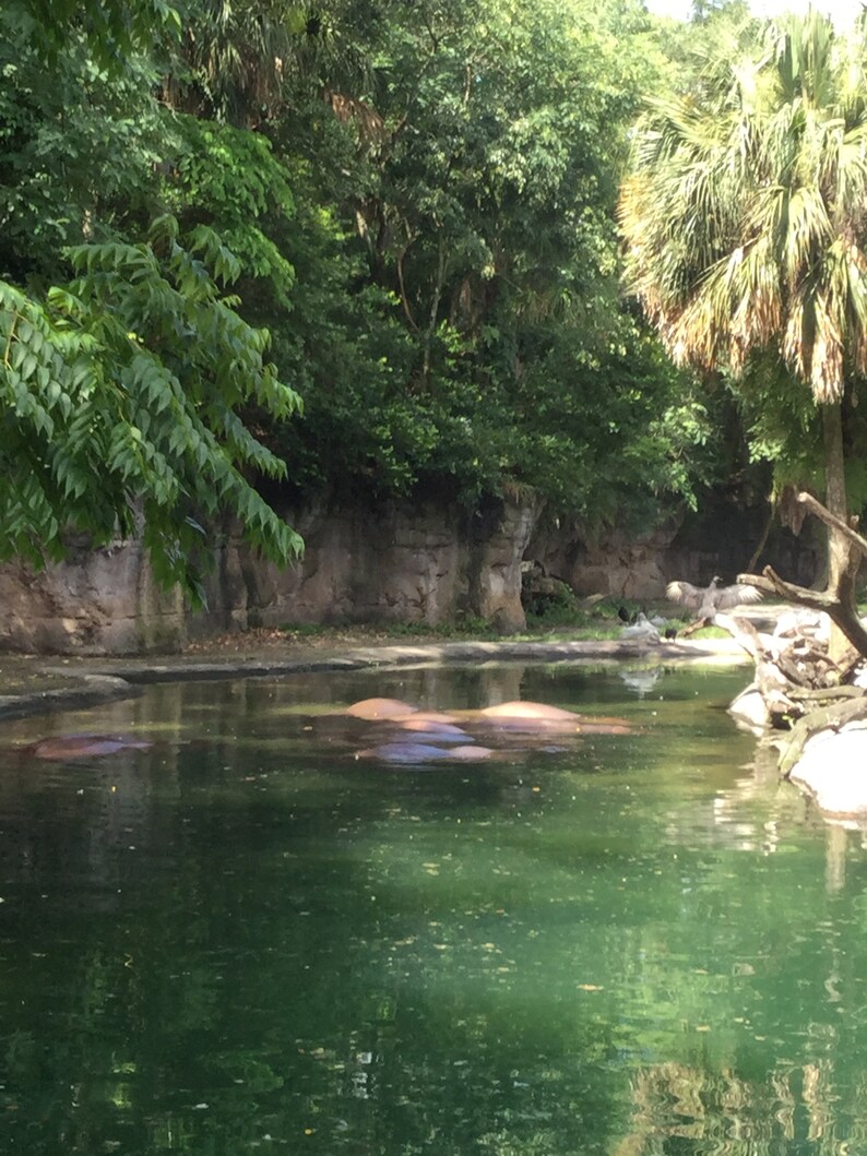 Może przedstawiać: Spokojna scena ze stawem z kilkoma hipopotamami zanurzonymi w wodzie. Bujne zielone liście i drzewa otaczają staw, z skalistym klifem w tle. Woda ma zielonkawy odcień.