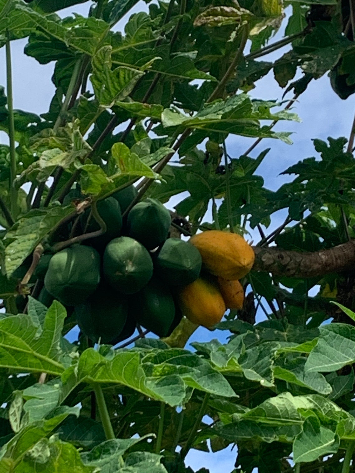 40 Papaya Seeds From Hawaii grow Delicious Papayas Etsy