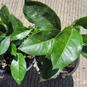 1 Lemon Tree Large  Gallon Pot 2 yrs old  Live Plants 10&quot;+ In Soil  7p5