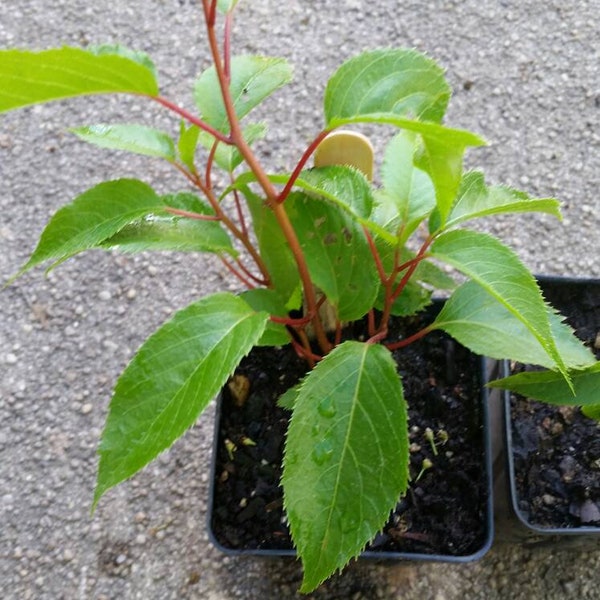 2-  RARE! LIVE PLANTS!  Male Meader and Female Ken's Red 5"  Pot-Strong 5" Plant Hardy Kiwi Vine Limited Stock 4p4