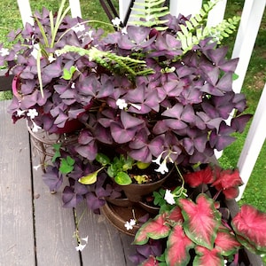 12 Fresh Dug Corms  Shamrock Oxalis Purple Triangularis Only 4p5