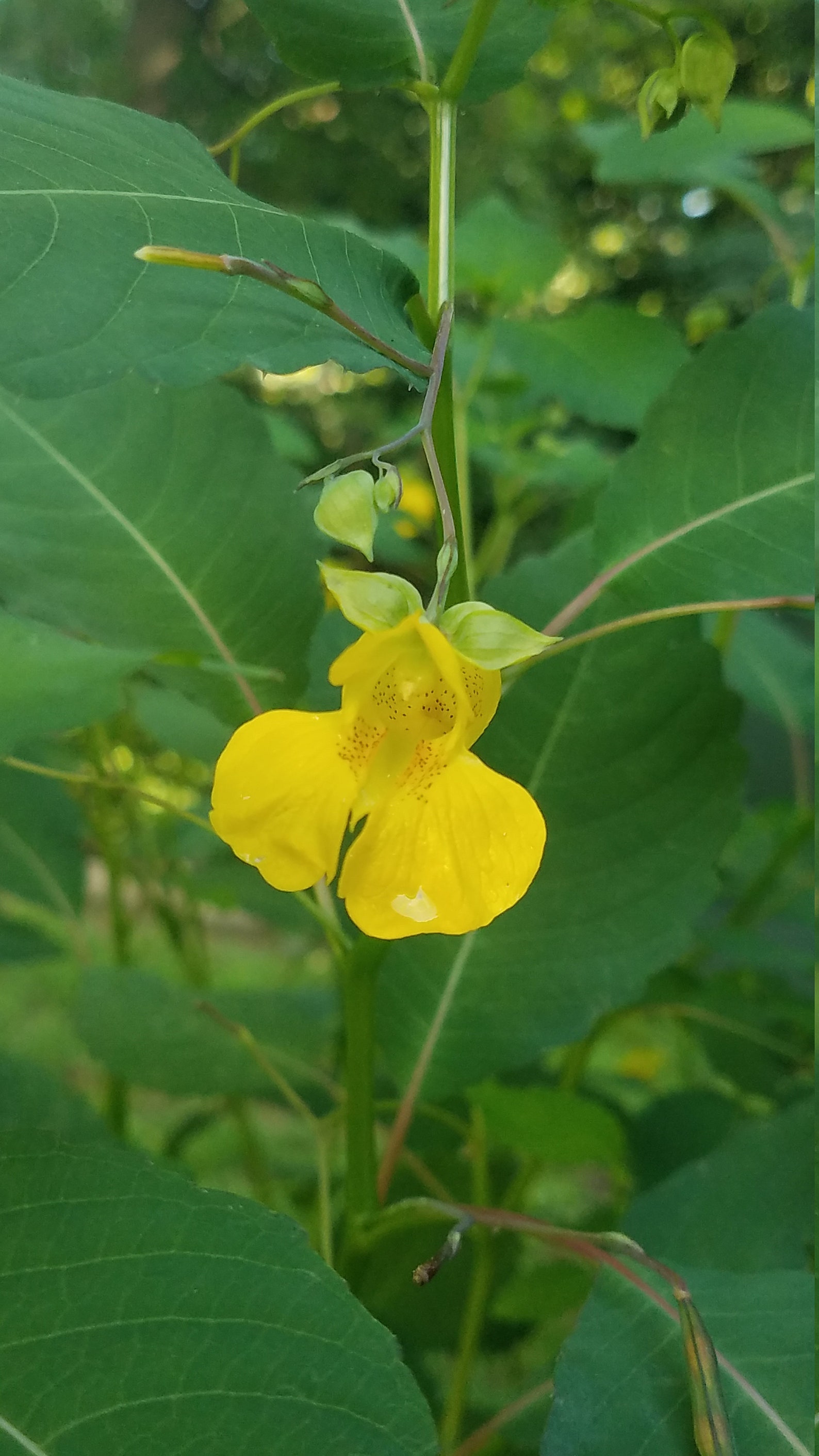 4 Live Plants Jewelweed Jewel Plants Yellow Touch Me Not Etsy