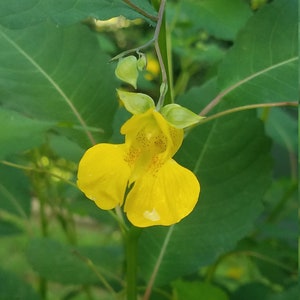 4 Live Plants Jewelweed Jewel Plants Yellow Touch Me Not,  Poison Ivy Prevention  6p4