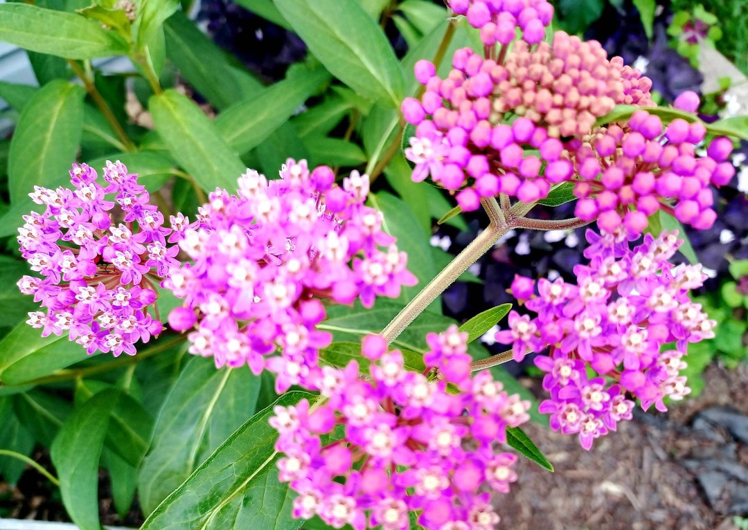 30 Seeds Pink and Yellow Butterfly Weed Monarch Bee Butterfly Attractor