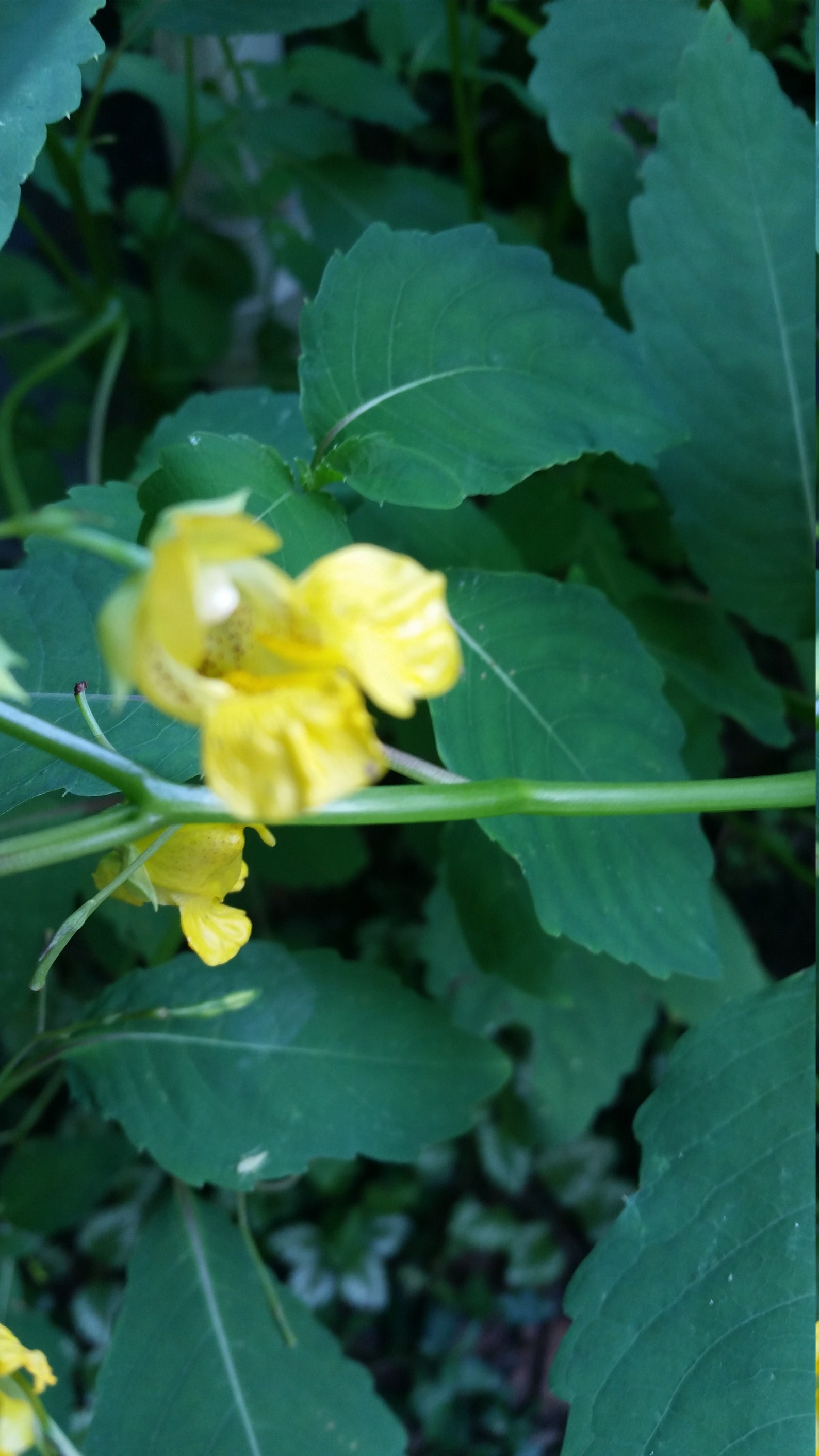 4 Live Plants Jewelweed Jewel Plants Yellow Touch Me Not Etsy