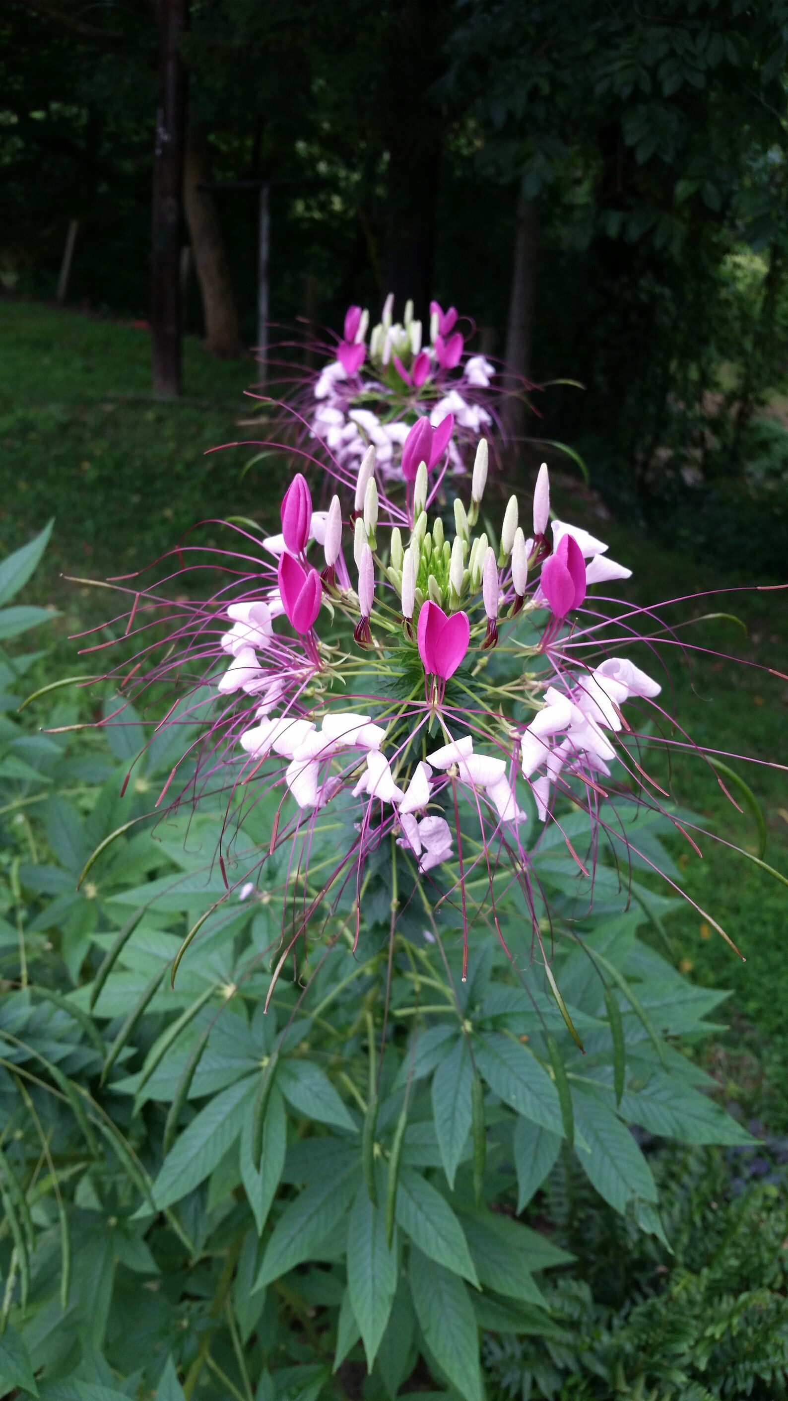 3 Live Plants Cleome Purple Flower Long Blooming Hummingbird Etsy