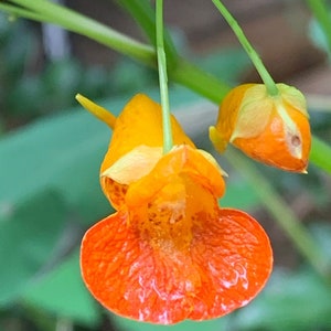 4 Live Plants Jewelweed Jewel Plants Orange Touch Me Not,  Poison Ivy Prevention  5p4