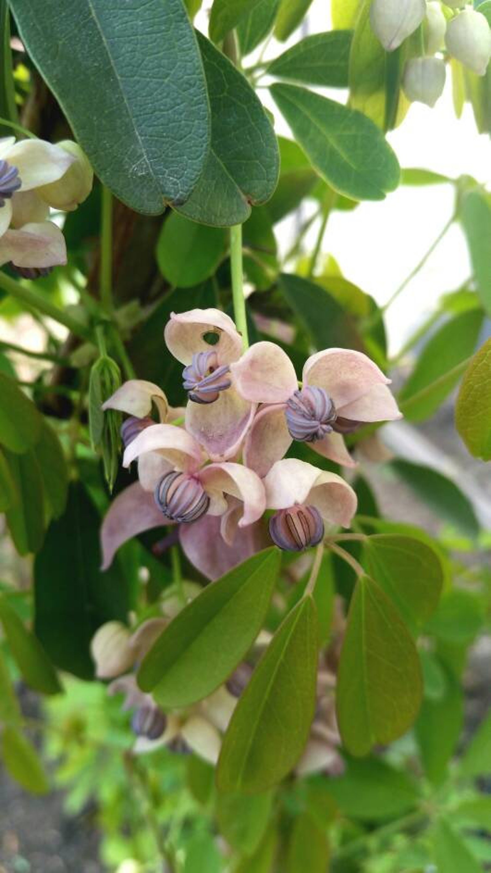 RARE LIVE PLANT Akebia Quinata Silver Bells or Shirobana Etsy