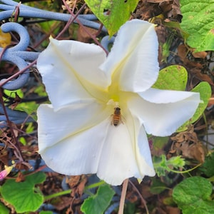 SALE! 4 Live Plants  3"  pots 6"+ White Moon Vine Moonflower Rare Night Bloomer Morning Glory Relative Ipomoea Alba   5p5cs