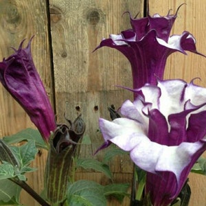 25 Seeds Devil&#39;s Trumpet -Ballerina , Black Currant, Datura Metel Flower Moonflower-   Double Purple, Seeds Only 8s5