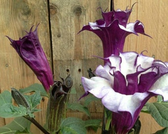 thumbnail image 2 of Purple Devil Trumpet Datura Seeds - Ballerina Variety, Double & Triple Flowers, 10 Seeds Pack 2 of 14