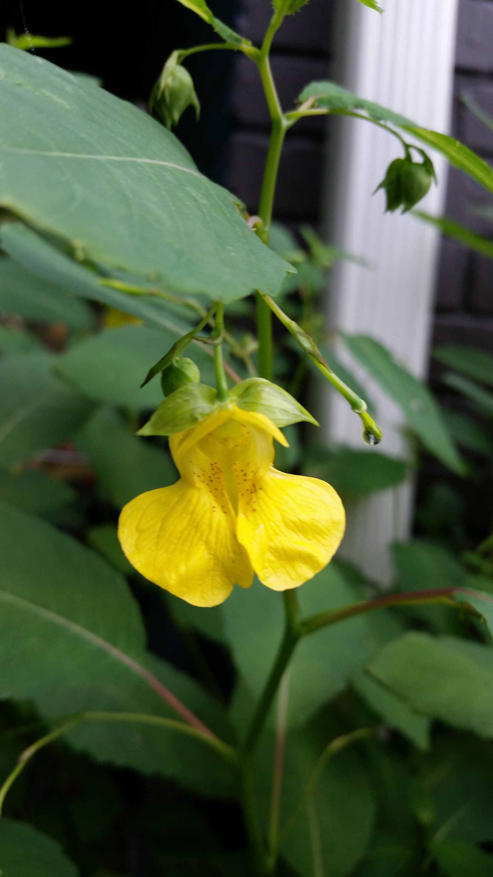 4 Live Plants Jewelweed Jewel Plants Yellow Touch Me Not Etsy