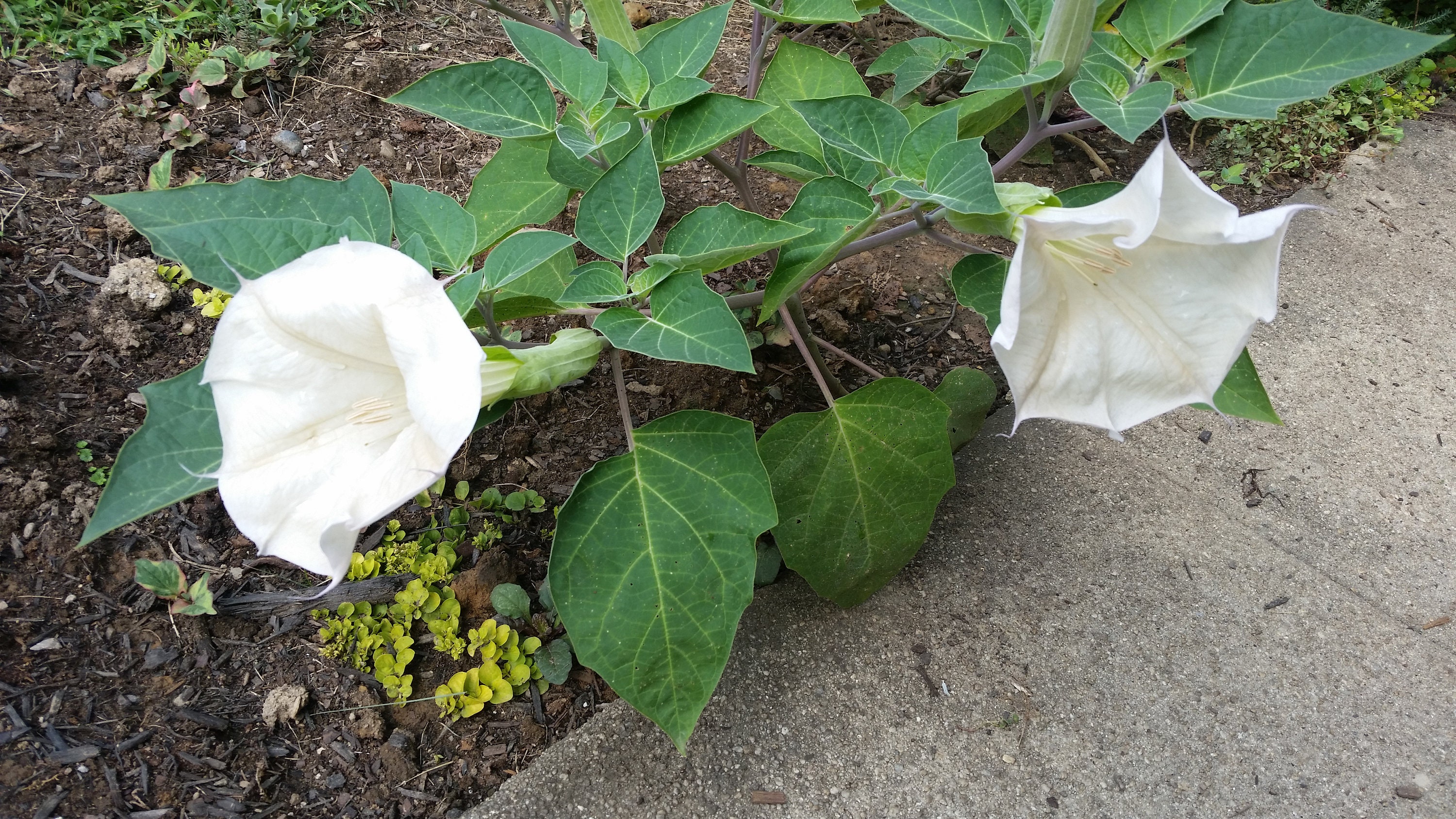 Variety Set of 3 2 Devil's Trumpet Datura Flower Etsy