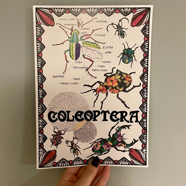 Coleoptera anatomy, entomologist artwork