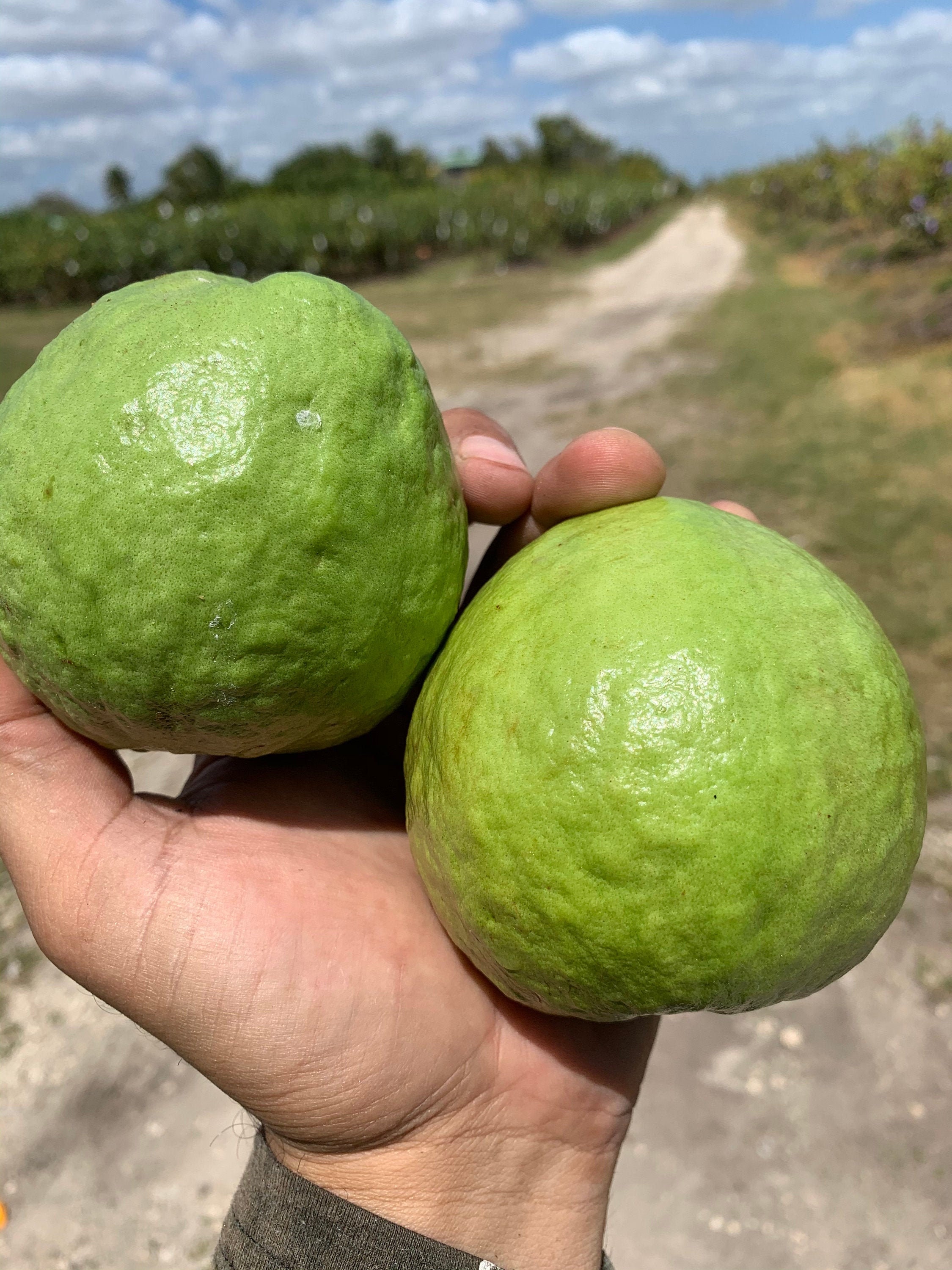 Exotic White Thai Guava 2 lbs Fresh Raw Fruit | Etsy