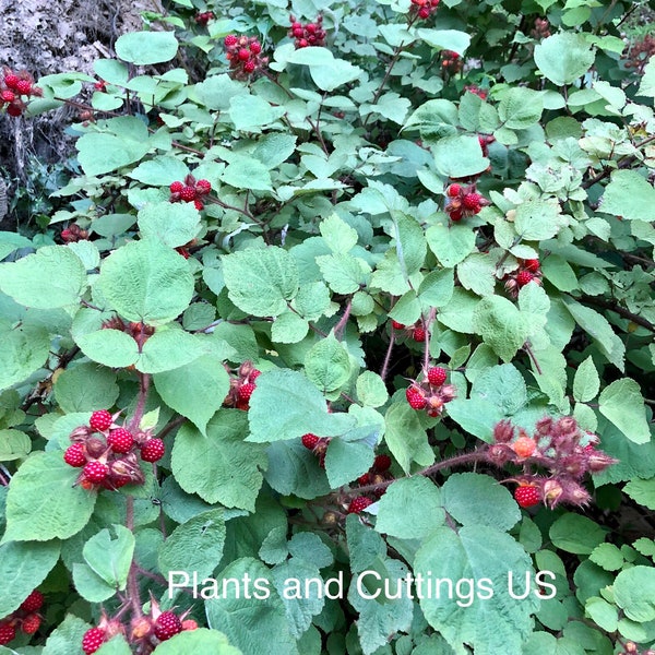 Large Organic Wineberry Plants Delicious Berries Very Easy to Grow Rubus Phoenicolasius Raspberry Live