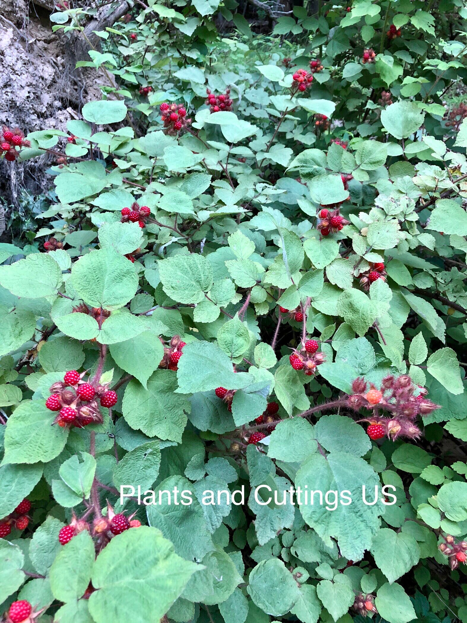 Organic Live Wineberry Plants Delicious Berries Very Easy to Grow Rub…